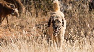 ZDF | Türkischer Kangal Hirtenhund | Wölfe in der Türkei | Terra X