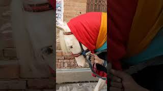 Salam ya Rahwar Hussain as #viral #shorts
