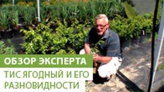 Тис ягодный и его разновидности