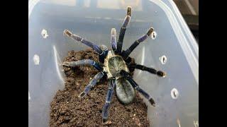 Cyriopagopus lividus, Cobalt Blue Tarantula near miss re house