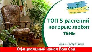 ТОП 5 тенелюбивых растений. Ваш сад