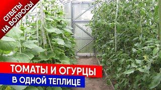 Томаты и огурцы в одной теплице