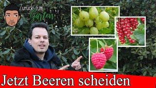 Kurzanleitung Rückschnitt von Johannisbeeren, Himbeeren und Stachelbeeren