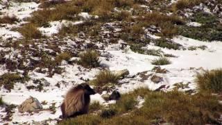 Ultimate Bull Tahr Kill shot - Hunting New Zealand