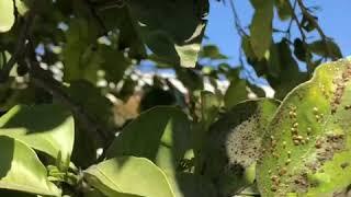 Asian Citrus Pysillid infestation