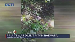 Pria di Konawe Selatan Tewas Dililit Ular Piton Raksasa