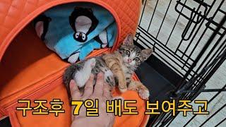 아기 고양이 구조후 7일 배도 보여주고