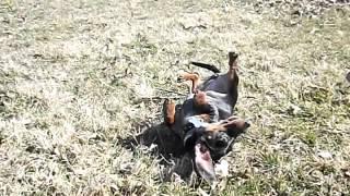 Charlee the Miniature Dachshund doing the "Bang Trick"