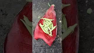 Nonstop harvest #vegetable #garden #okra #free #food #healthy #healthyfood #harvest #shortvideo