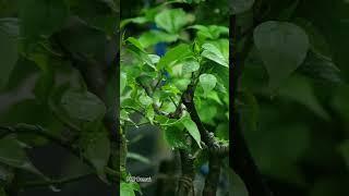 Ficus rumphii bonsai. #nature #rain