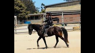 Engagement, and Lightness With The Gaited Horse and More Advice -Tennessee Walking Horse - Buttons