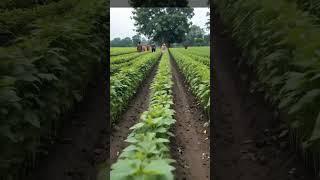 Urad pulse #crop #pulse #viralshorts #modernfarming