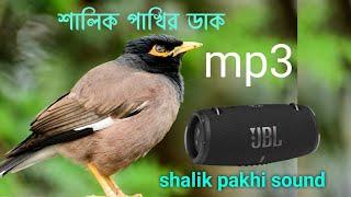 Common Myna Bird Sound | Shalik Pakhi | Indian Birds | Shalik Pakhi dark।শালিক পাখির ডাক #birds