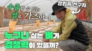 200여종 벼를 테스트하는 민간기업.글로벌 시장을 노려야 산다!