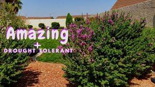 Texas Sage Easy and Drought Tolerant  Plants Zone 9 | Ana Andrea Xoxo