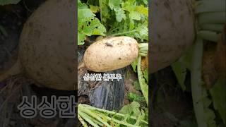 #봄무우 수확 #싱싱한 무우 #3월 하순 파종