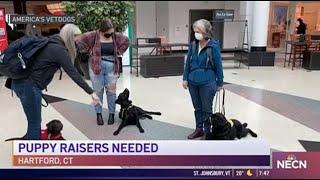 NECN (New England Cable News) - America's VetDogs in need of Weekend Puppy Raisers in Hartford, CT