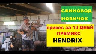 СУПЕР РЕЗУЛЬТАТ. Протестировали премикс HENDRIX. Поросятам три месяца. Свиноводство.