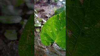 Iphone 14 HD Pro Camera Picture VIDEOGRAPHY ! #shorts #short #shortsfeed