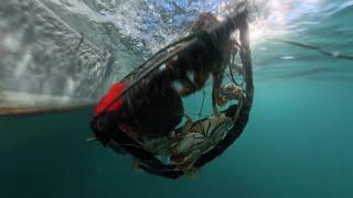 Are there any Crab in our Gear?    #fishtough
