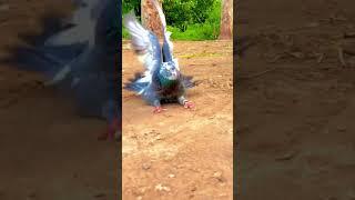 Brilliant Pigeon Backflip.  #pigeon #backflip #bird