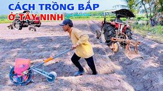 Vừa xong vụ lúa chị gái xuống giống trồng bắp luôn, đây là cách trồng bắp ở tây ninh