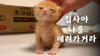 (Eng sub) Rescued kitten abandoned by its mother, and the long-awaited first day of adoption