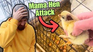 CRAZIEST Chicken Hatching Out Story You Will EVER Hear