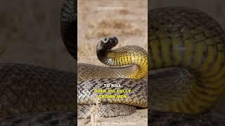 Inland Taipan | The Most Venomous Snake On Earth