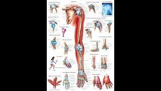 Anatomy of the Joints of the Upper Limb (lecture)