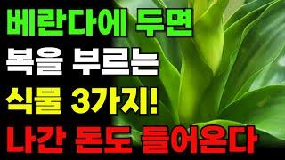 부자들만 몰래 키운다는 '이 식물!' 집에 두면 미친듯 돈을 불러옵니다. 부자되는 식물 | 풍수인테리어 풍수식물 금전운 부자 화분 식물풍수 복이 들어오는 베란다 식물 3가지!
