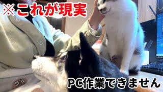 PC作業を始めると柴犬と猫が甘えて来て困っていますｗ（№234）