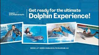 Best Things to Do in Dubai UAE | Dolphin Show | Swim with Dolphins | Dubai Dolphinarium