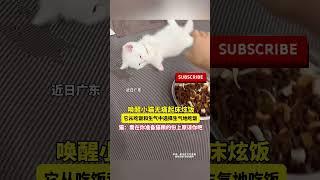 唤醒小猫无痛起床炫饭，它从吃饭和生气中选择生气地吃饭，猫：看在你准备猫粮的份上原谅你吧！ #萌宠 #cat #猫咪 #cute