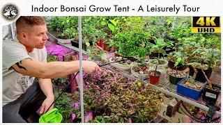 Indoor Bonsai Grow Tent - A Leisurely Tour (With tree updates)