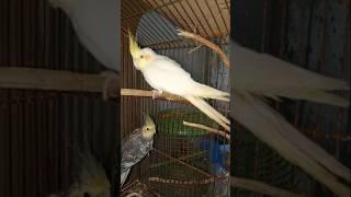 Cockatiel birds #fortnite #shortvideos #shortclips #viral#trending#short videos