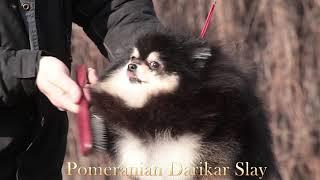 Pomeranian spitz Darikar Slay