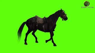 Horse Green Screen HD 2