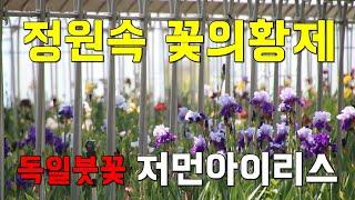 노지월동 정원속 꽃의 황제 독일붓꽃, 저먼아이리스 (미국아이리스)