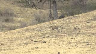 Wild serval cat, Tanzania 2014.