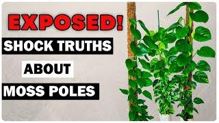 Moss Poles Are A BAD Idea: The Ugly Truth REVEALED