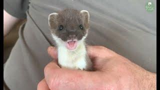 Whisper the Adorable Stoat Kit is Now so Playful | Rescued & Returned to the Wild | Robert E Fuller