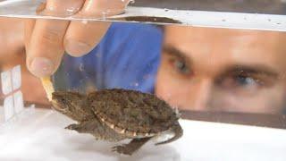 Baby Snapping Turtle Eats From My Hand