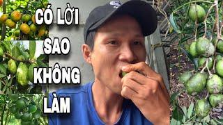 BỎ MỐI TRÁI CÂY Lợi Nhuận Cao sao Không Làm ? Tâm sự Khi Mới Khởi Nghiệp