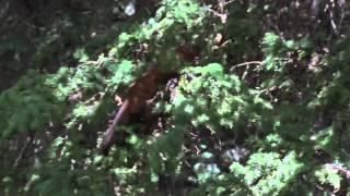 David Attenborough|BBC Planet Earth| Pine Marten