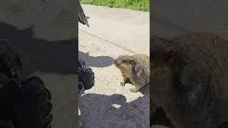 Cute Wild animal bobak marmot or prairie dog 23 #marmot #animal #prairiedog #animals #wildanimals