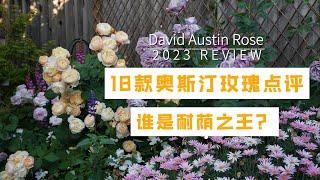 Best David Austin Roses for Shady Garden Less than 4 Hours Sunlight | 2023 Rose Review (Part 1) Ep26