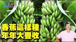 香蕉這樣種，年年大豐收！Grow banana tree in this way, and harvest like crazy