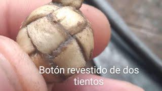 Botón revestido uno por uno de dos tientos.