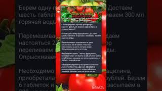 средство от фитофторы-помидор.